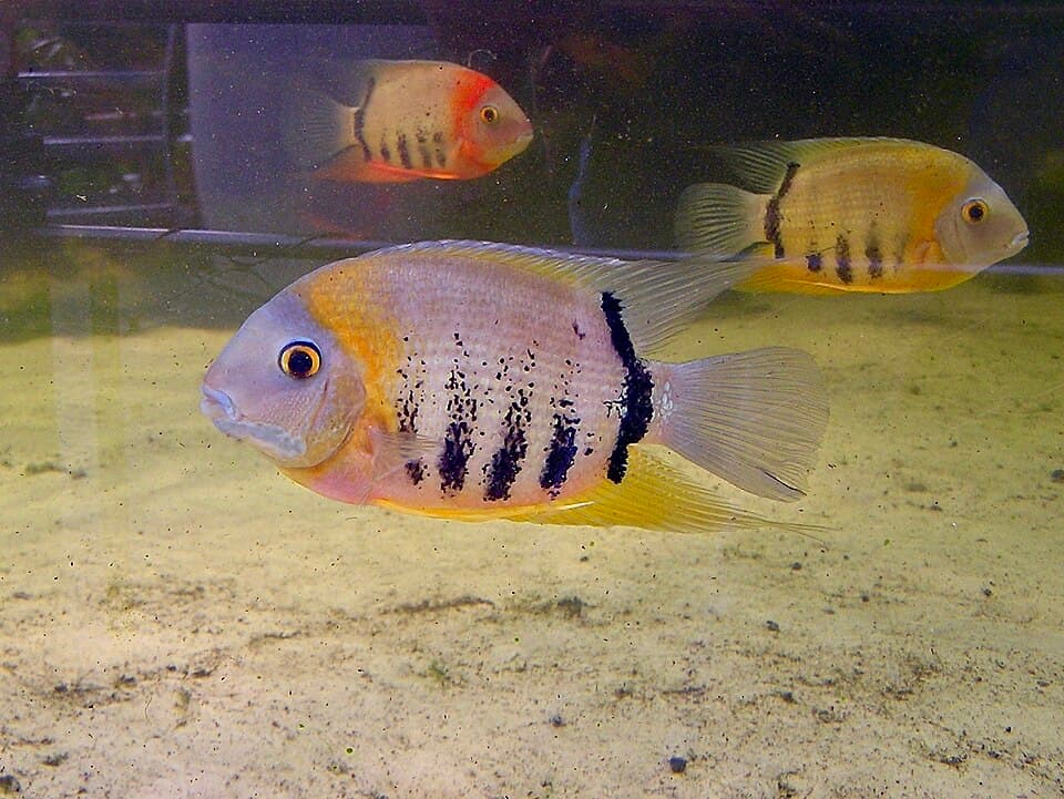 Severum