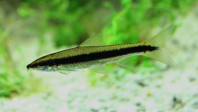 Siamese Algae Eater