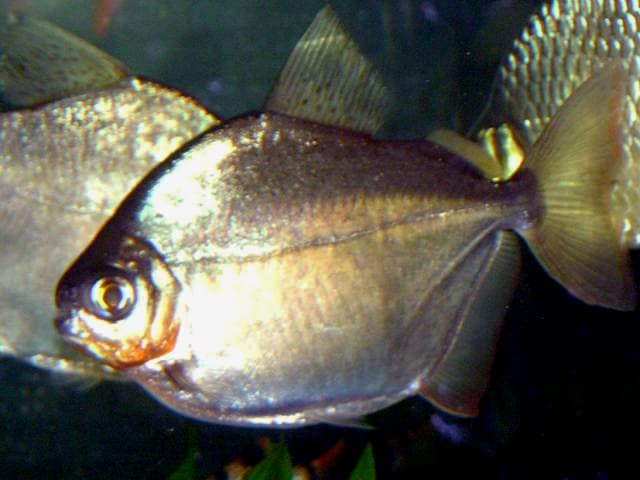 Silver Dollar