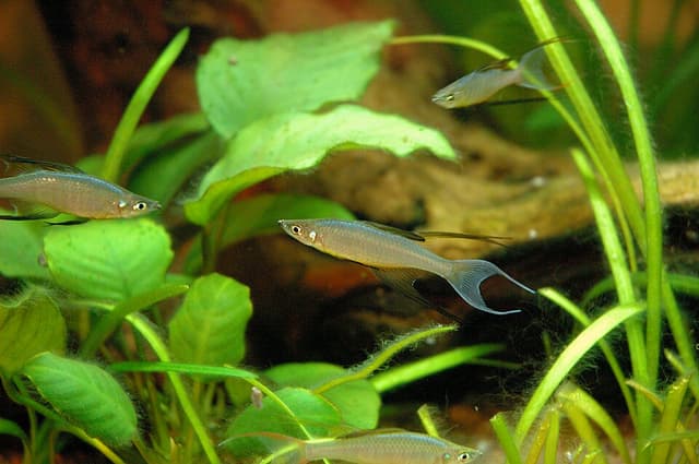 Threadfin Rainbowfish