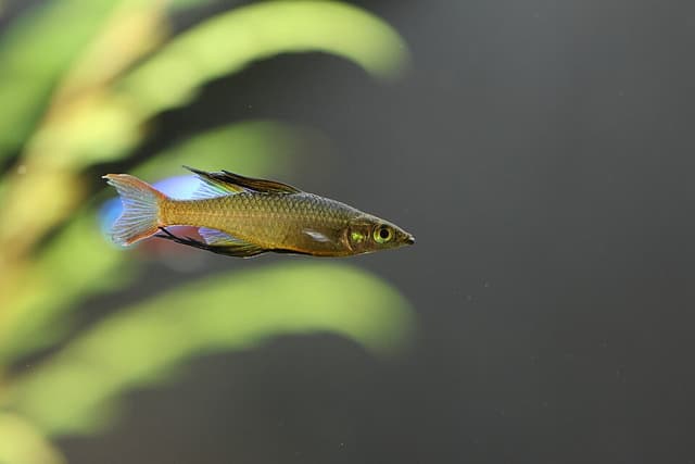 Threadfin Rainbowfish