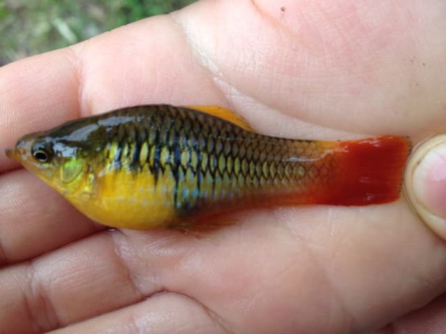 Variatus Platy