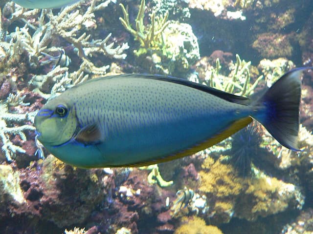 Vlamingii Tang