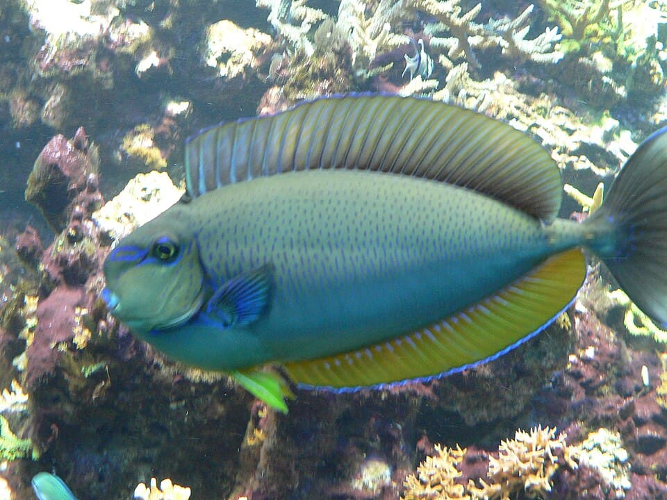 Vlamingii Tang
