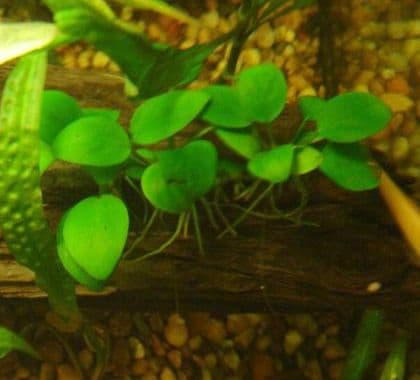 Anubias Nana Petite