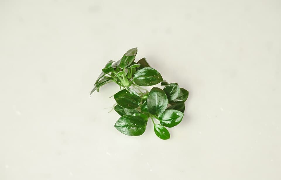 Anubias Nana Petite
