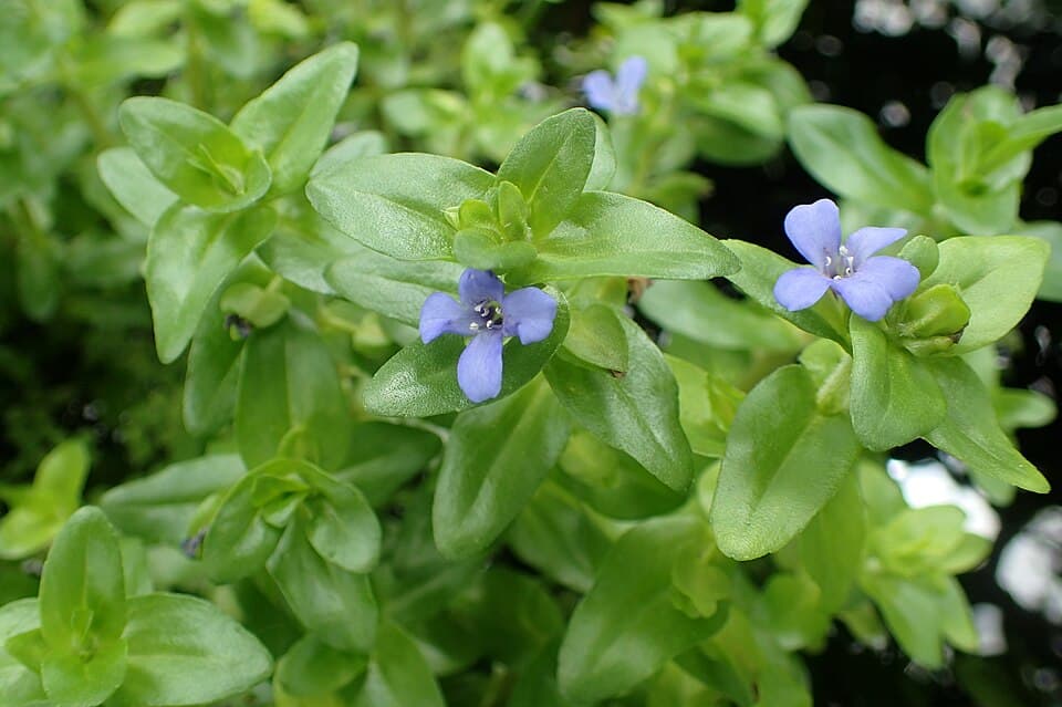 Bacopa caroliniana