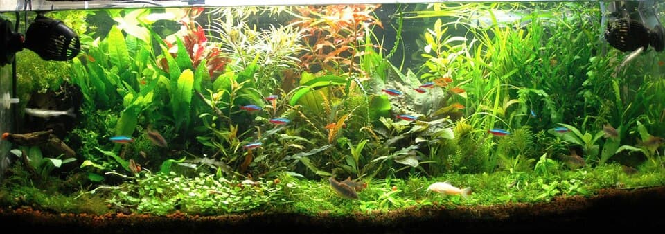 African Water Fern