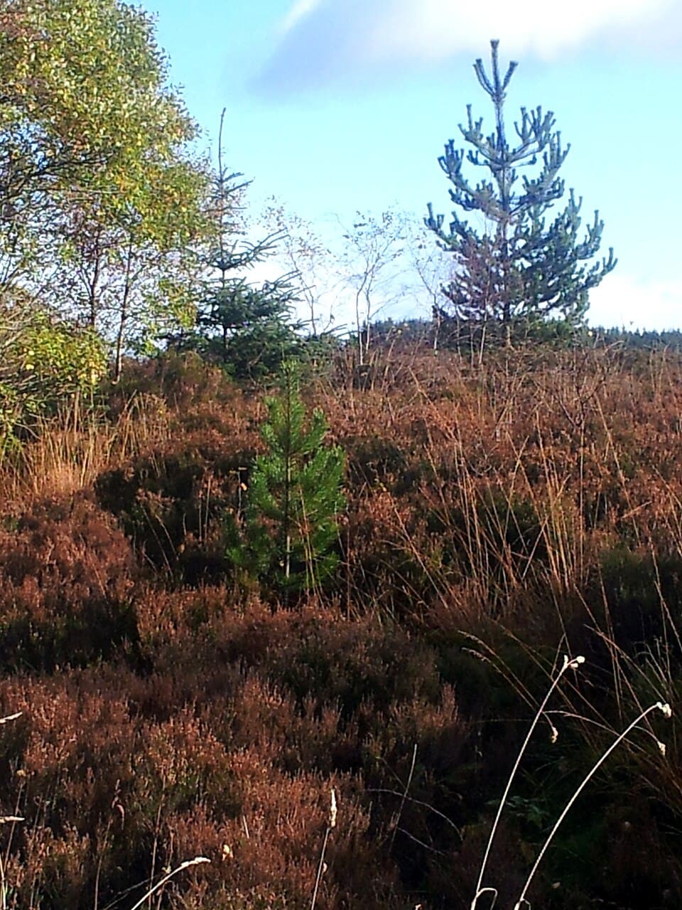 Christmas Moss