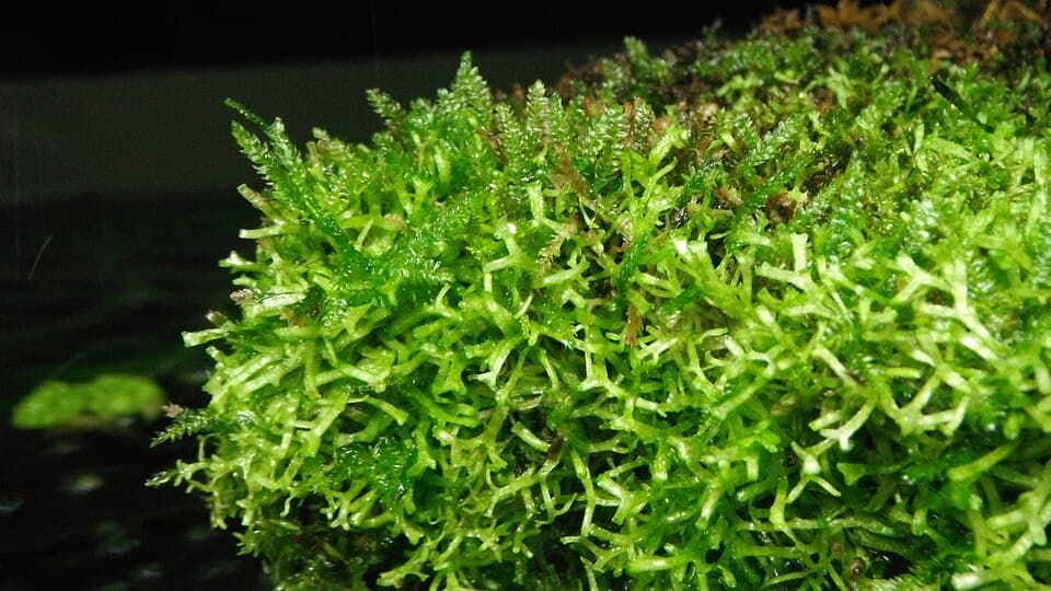 Christmas Moss
