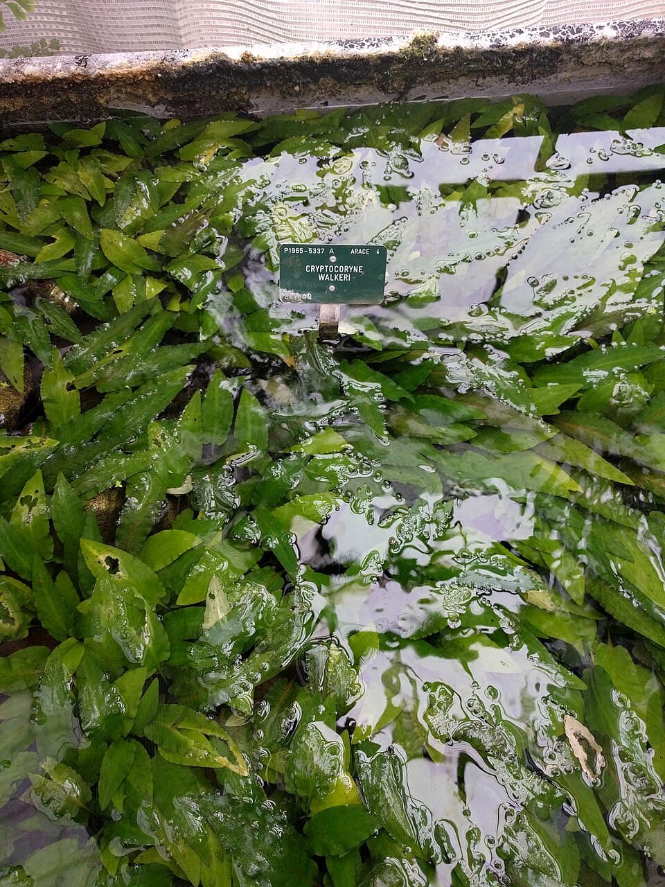 Cryptocoryne Lutea