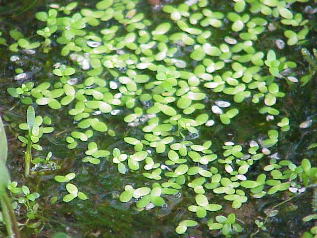 Duckweed