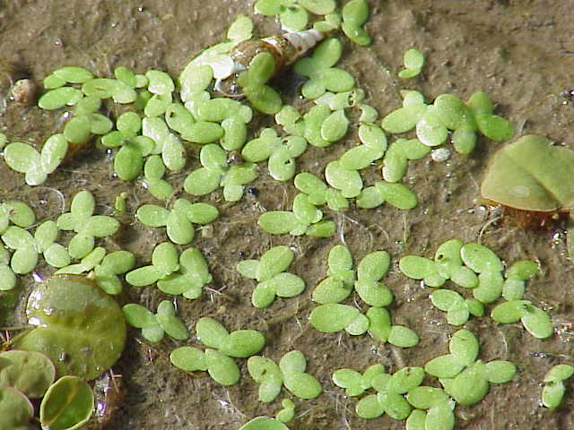 Duckweed
