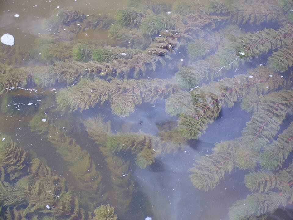 Hornwort