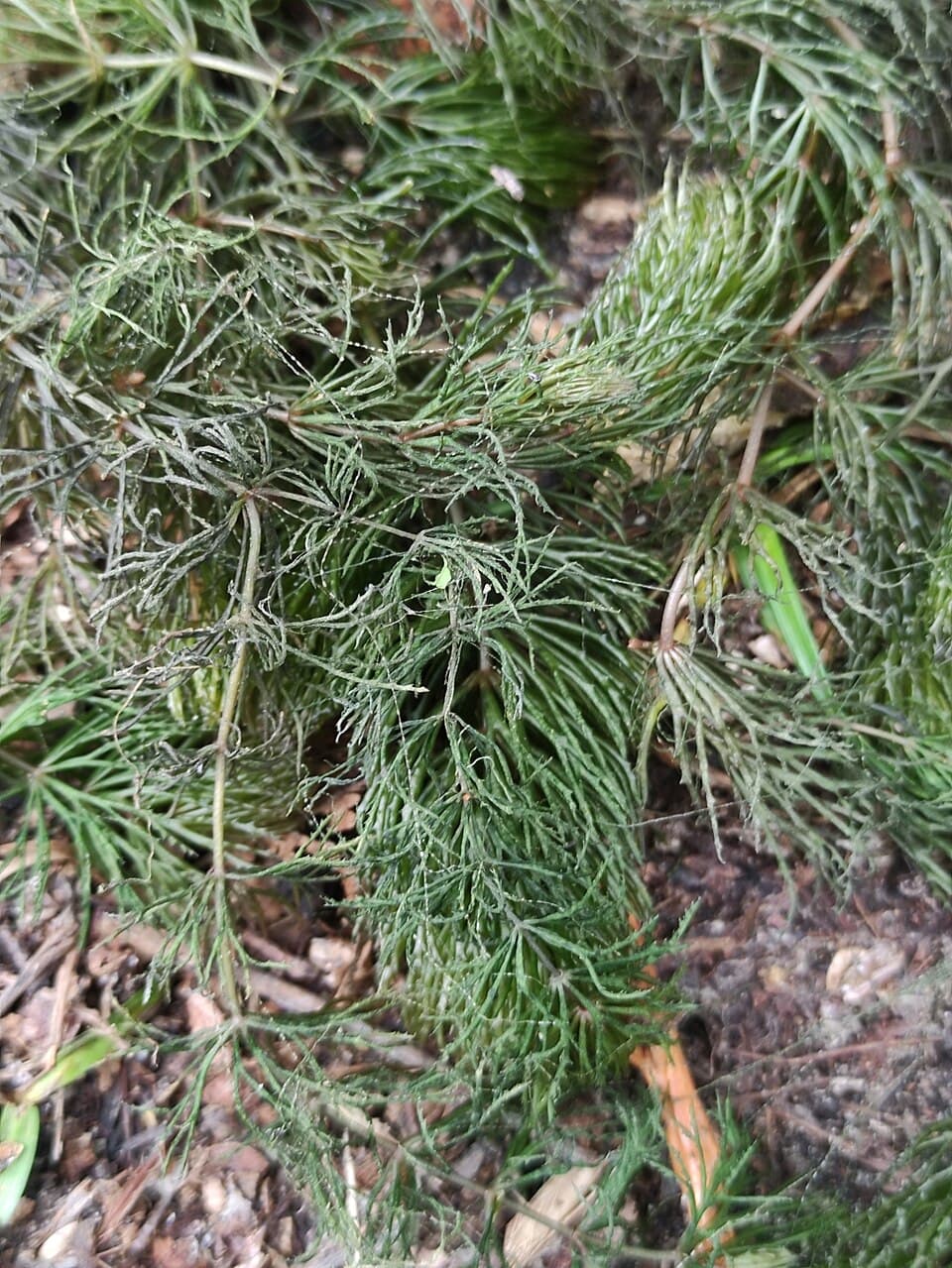 Hornwort
