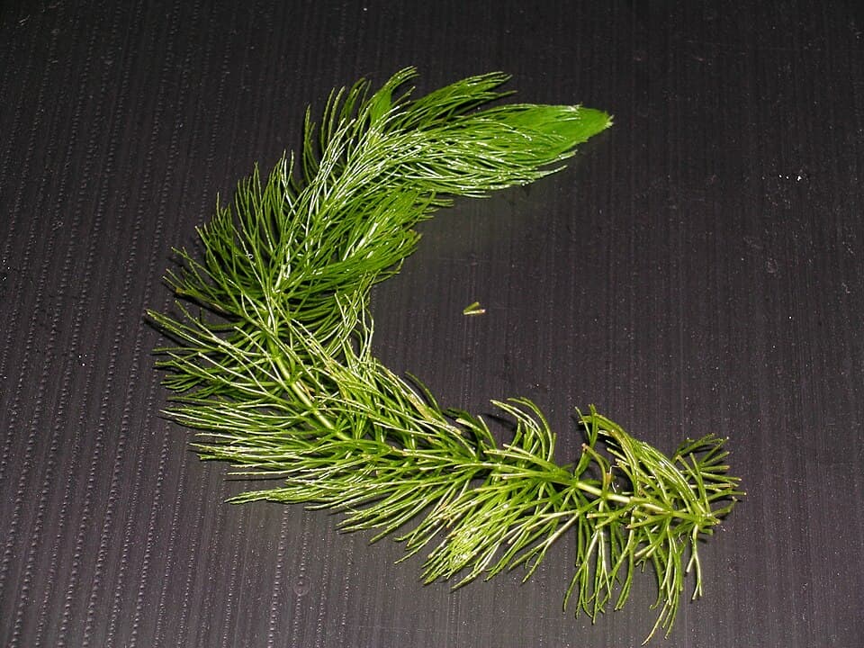 Hornwort