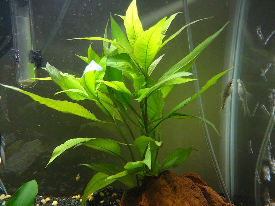 Temple Plant