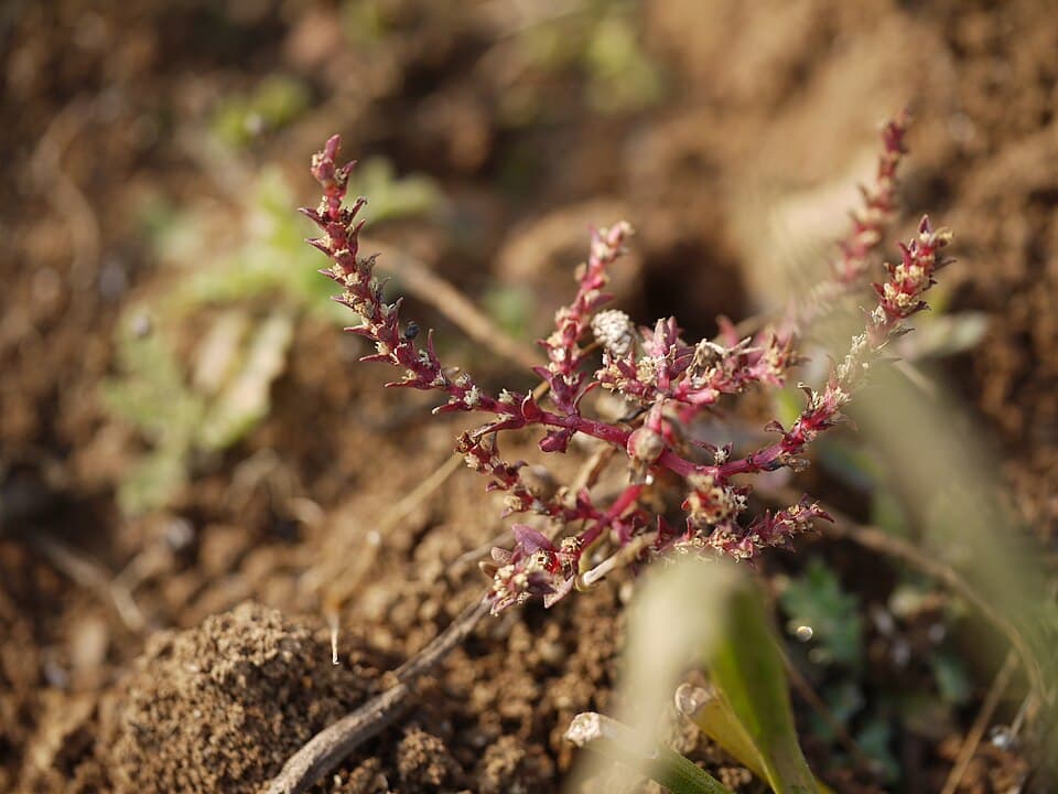 Rotala macrandra