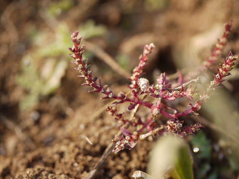 Rotala macrandra