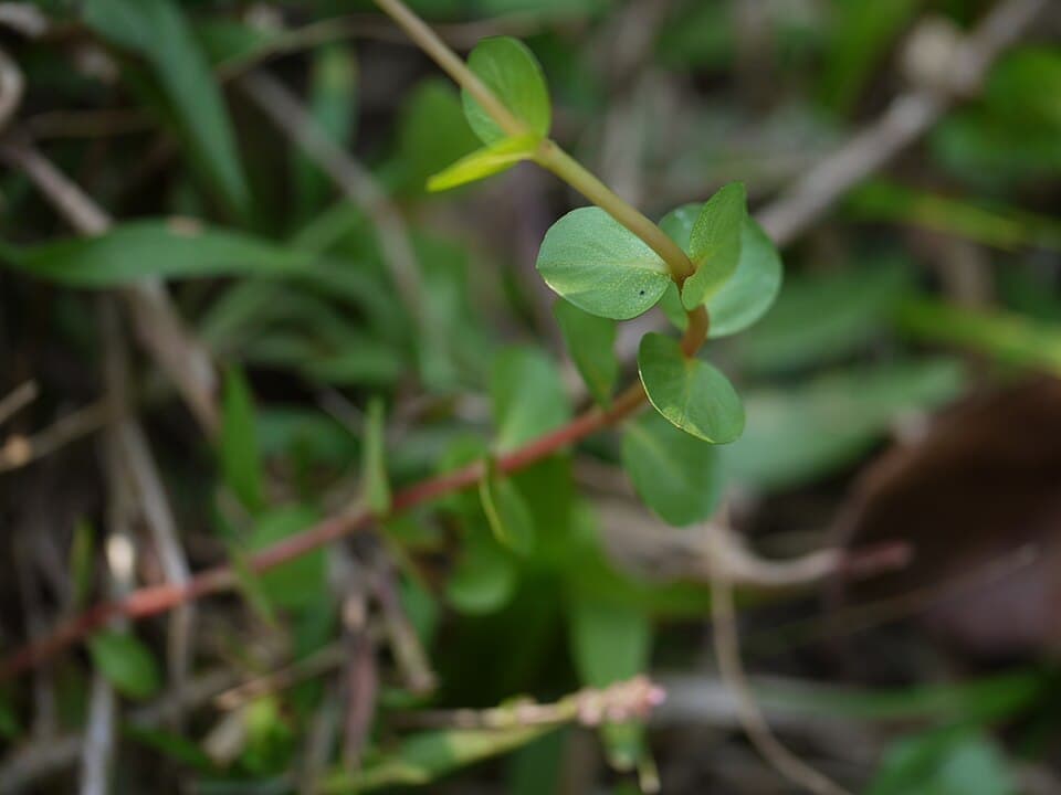 Rotala macrandra