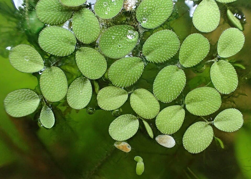 Salvinia