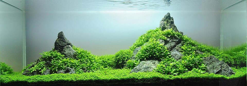 Staurogyne repens