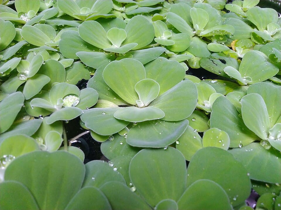 Water Lettuce