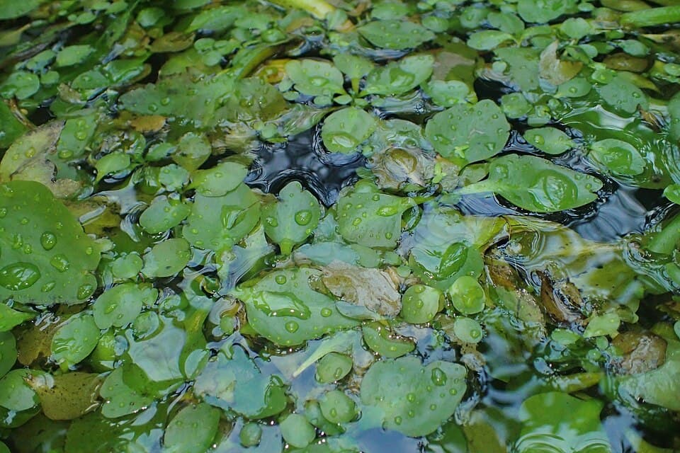 Water Sprite