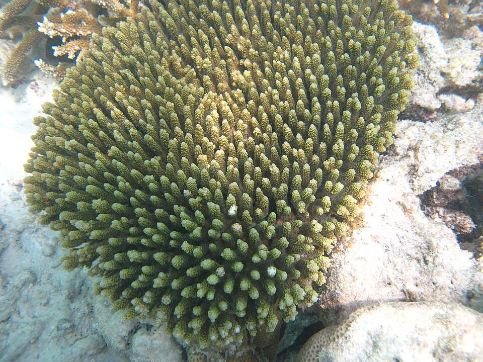 Acropora