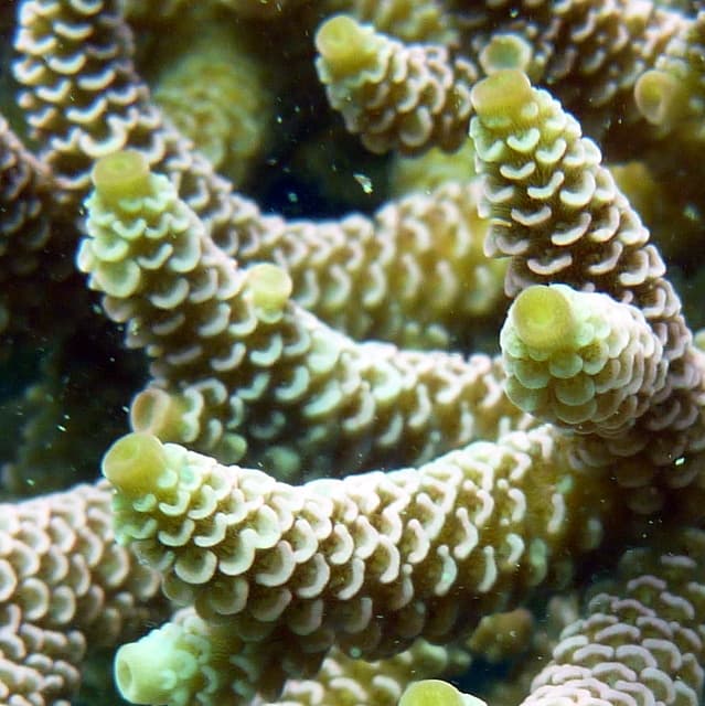 Acropora Millepora