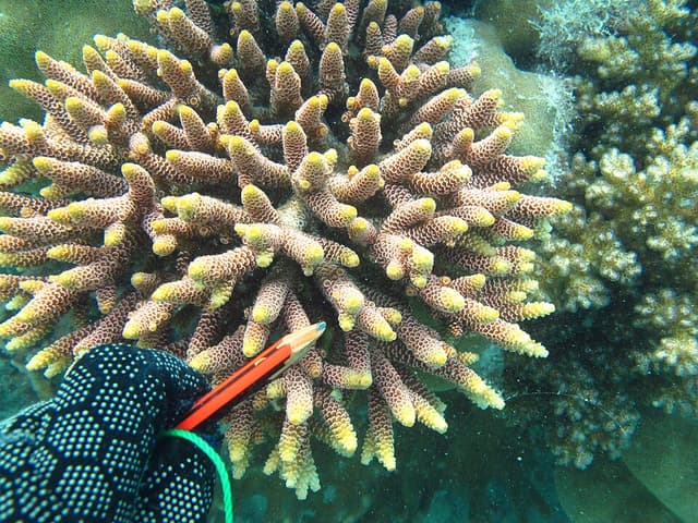 Acropora Millepora