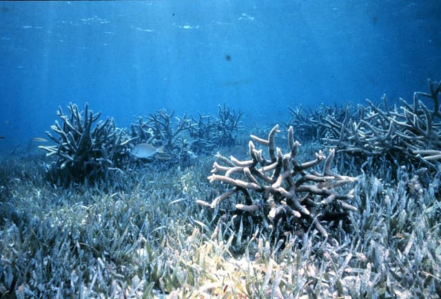 Slimer Acropora