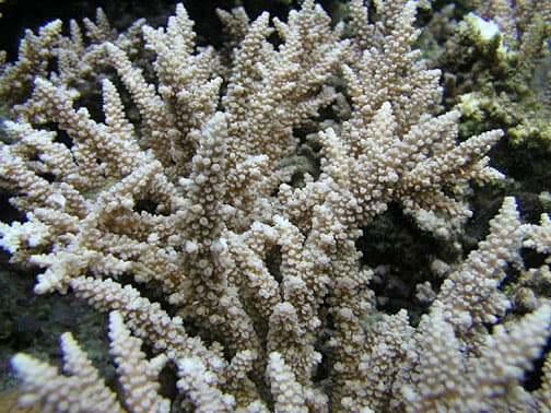 Slimer Acropora