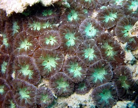 Blastomussa