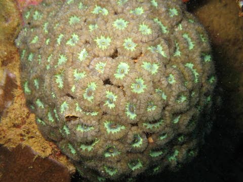 Blastomussa