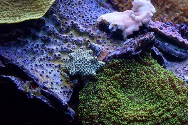 Cyphastrea