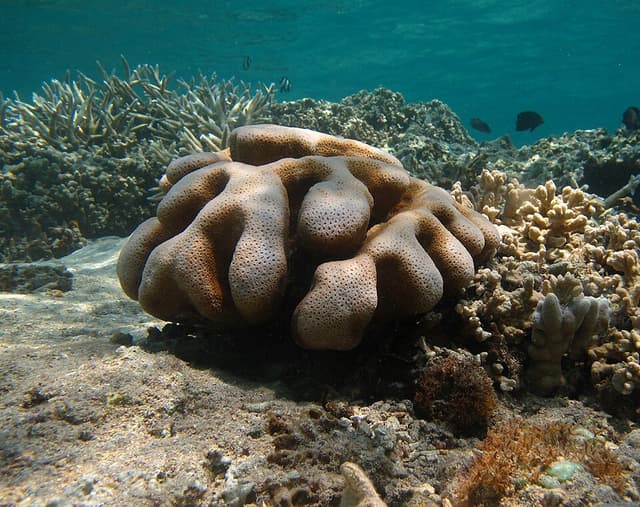 Cyphastrea