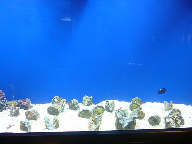 Derasa Clam