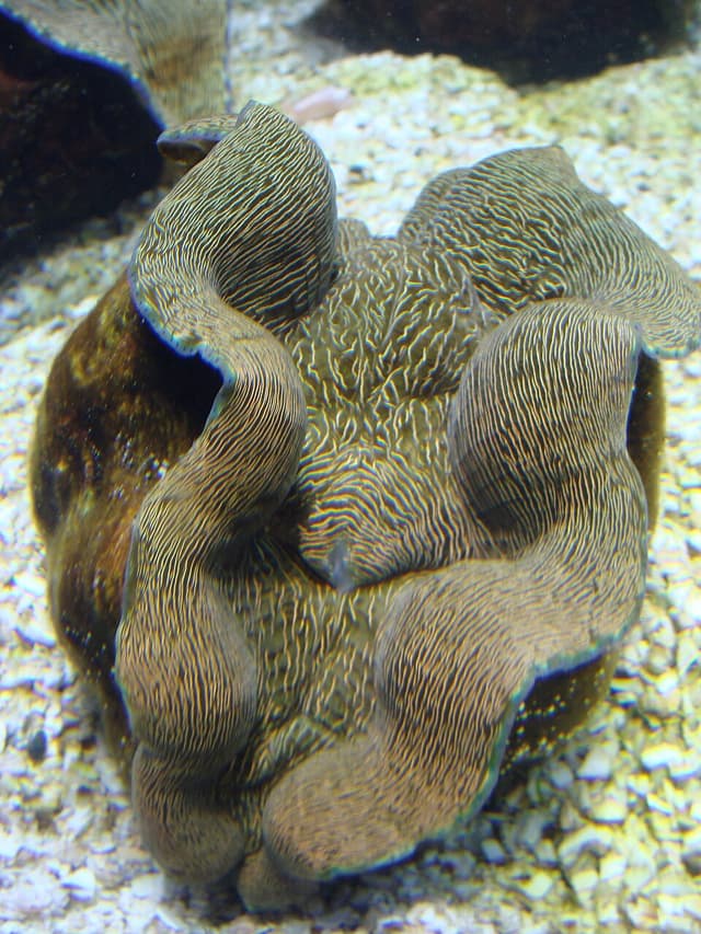 Derasa Clam