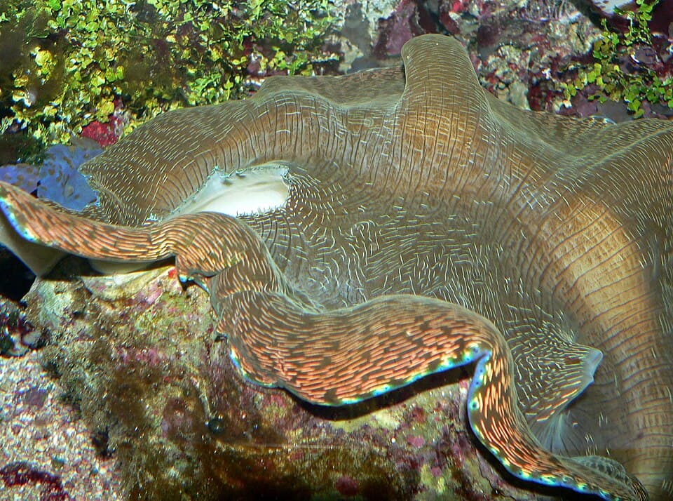 Derasa Clam