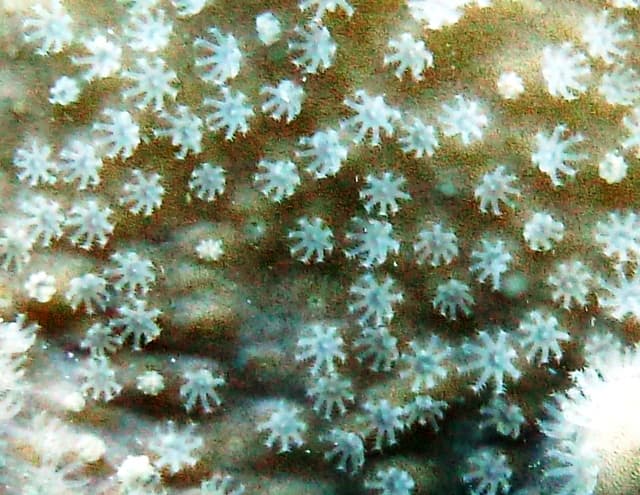Devil's Hand Coral
