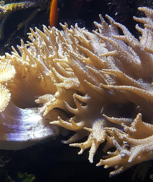 Devil's Hand Coral