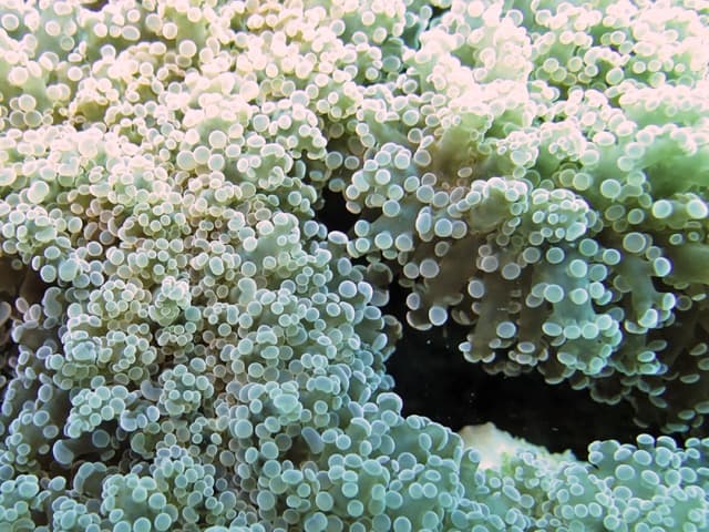 Frogspawn Coral