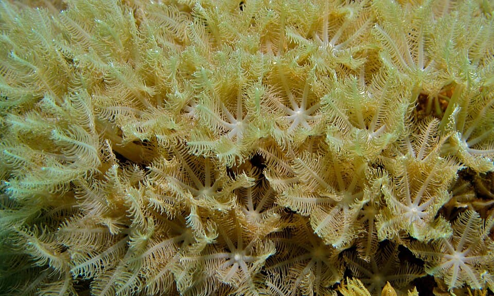 Green Star Polyps