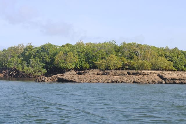 Kenya Tree Coral