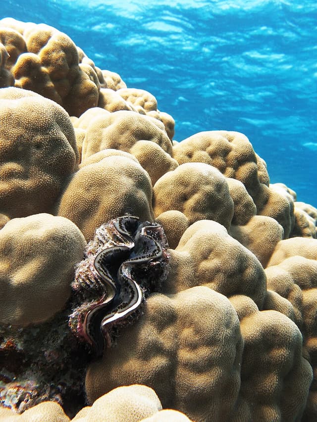 Maxima Clam