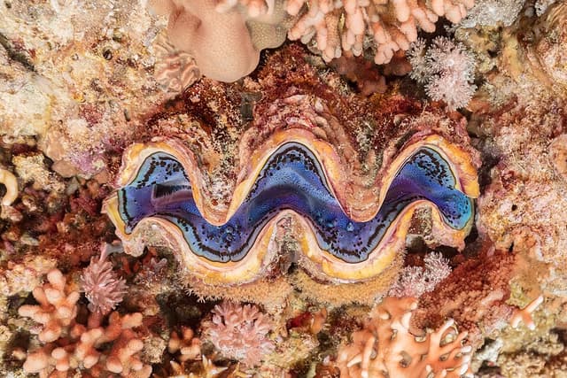 Maxima Clam