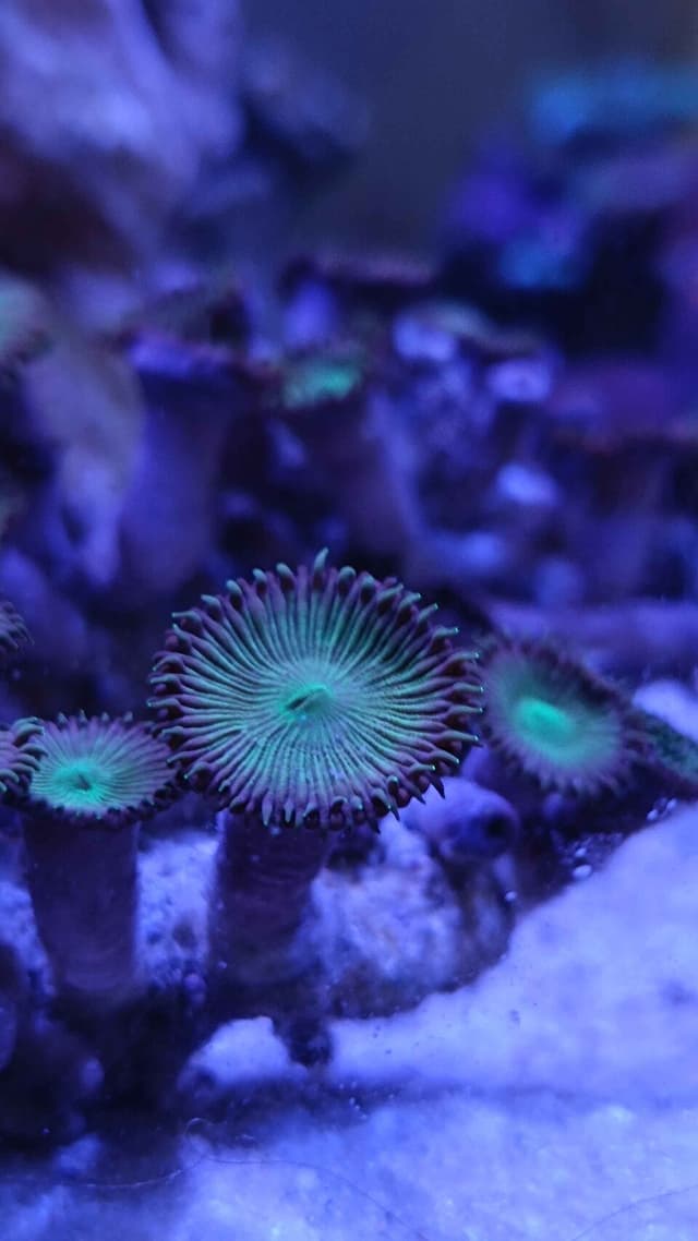 Palythoa