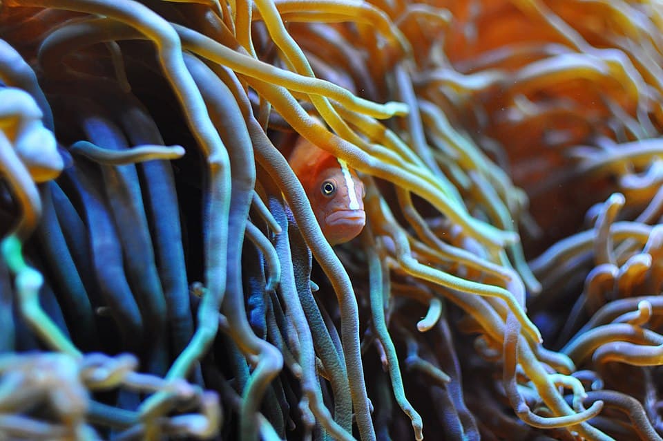 Sebae Anemone