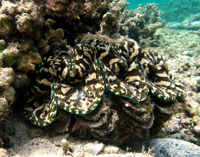 Squamosa Clam